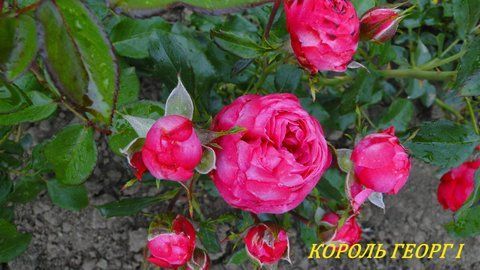 Король Георг І 2-18-5 фото
