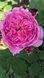 Тео Клеверс 1-21-13 фото 1