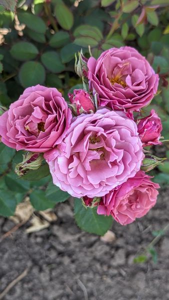 Аоі 5-2 фото