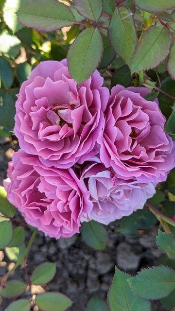 Аоі 5-2 фото