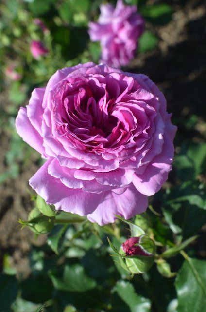 New Product 14 2-21-13  2-17-7 фото