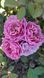 Аоі 5-2 фото 1