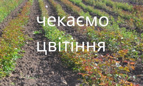 Старлетт Роуз Меліна 1-4-8 фото
