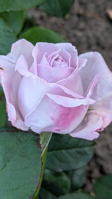 Sandra Renaissance / Сандра Ренессанс 2-11-9 фото