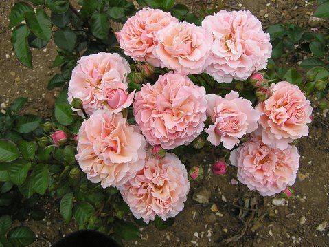 Роз Де Толбіак. (Rose de Tolbiac) 2-8-1 фото