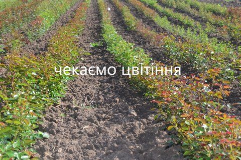 Хоуп фо Хьюманіті 1-4-13 фото