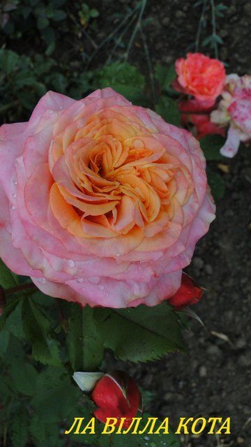 Ла Вілла Кота 1-18-12 фото