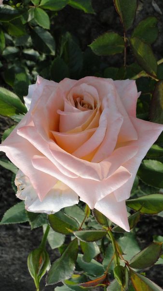 Крем Карамель 643374000000 фото